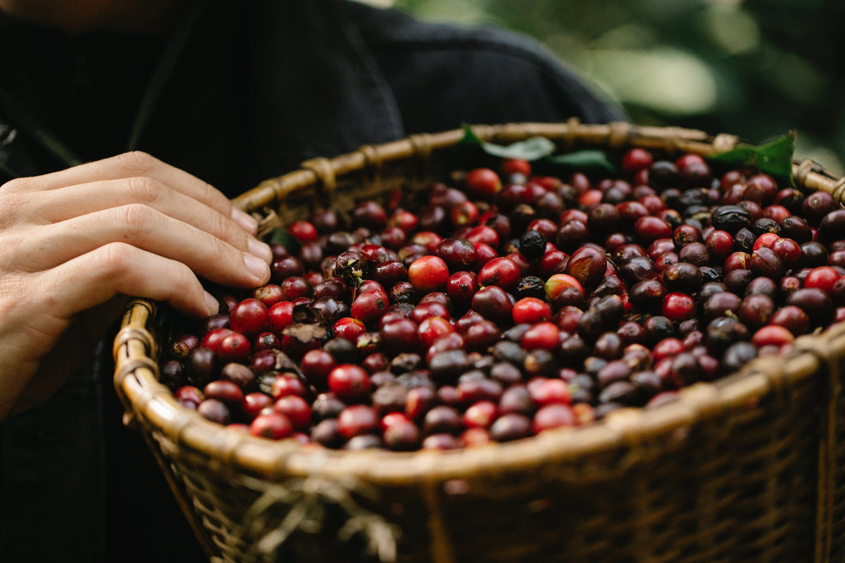 Wieso ist Direct Trade Kaffee besser?